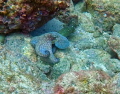   This photo was taken while diving off Pacific Cost Costa Rica. no light red filter GoPro HERO4. Rica HERO4  